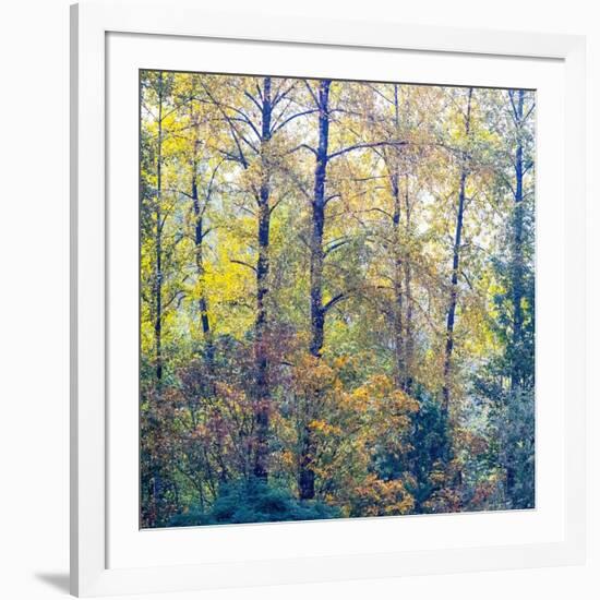 USA, Washington State, Preston with Cottonwoods in fall color-Sylvia Gulin-Framed Photographic Print