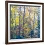 USA, Washington State, Preston with Cottonwoods in fall color-Sylvia Gulin-Framed Photographic Print