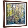 USA, Washington State, Preston with Cottonwoods in fall color-Sylvia Gulin-Framed Photographic Print