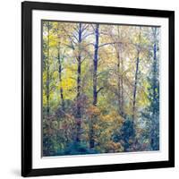 USA, Washington State, Preston with Cottonwoods in fall color-Sylvia Gulin-Framed Photographic Print