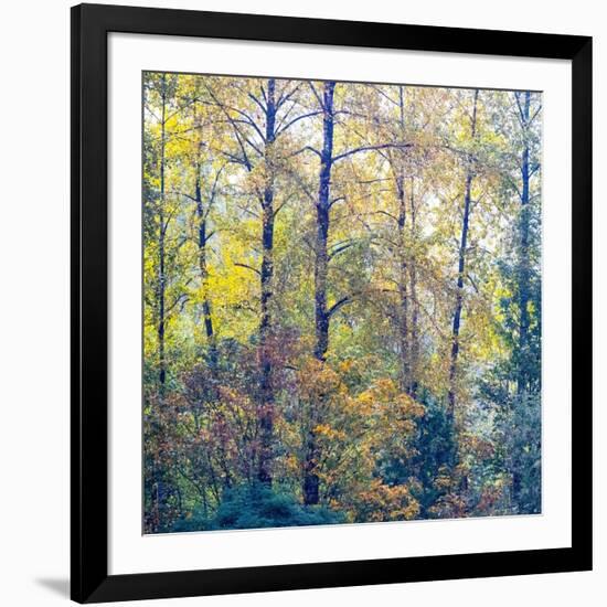 USA, Washington State, Preston with Cottonwoods in fall color-Sylvia Gulin-Framed Photographic Print