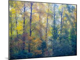 USA, Washington State, Preston with Cottonwoods in fall color-Sylvia Gulin-Mounted Photographic Print