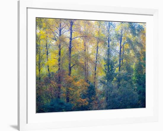 USA, Washington State, Preston with Cottonwoods in fall color-Sylvia Gulin-Framed Photographic Print