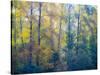 USA, Washington State, Preston with Cottonwoods in fall color-Sylvia Gulin-Stretched Canvas