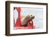 USA, Washington State, Puget Sound. California Sea Lion hauled out on channel marker-Trish Drury-Framed Photographic Print