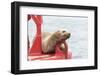 USA, Washington State, Puget Sound. California Sea Lion hauled out on channel marker-Trish Drury-Framed Photographic Print