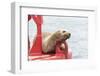 USA, Washington State, Puget Sound. California Sea Lion hauled out on channel marker-Trish Drury-Framed Photographic Print