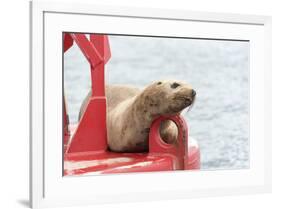 USA, Washington State, Puget Sound. California Sea Lion hauled out on channel marker-Trish Drury-Framed Photographic Print