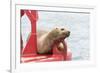 USA, Washington State, Puget Sound. California Sea Lion hauled out on channel marker-Trish Drury-Framed Photographic Print