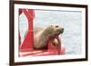 USA, Washington State, Puget Sound. California Sea Lion hauled out on channel marker-Trish Drury-Framed Photographic Print