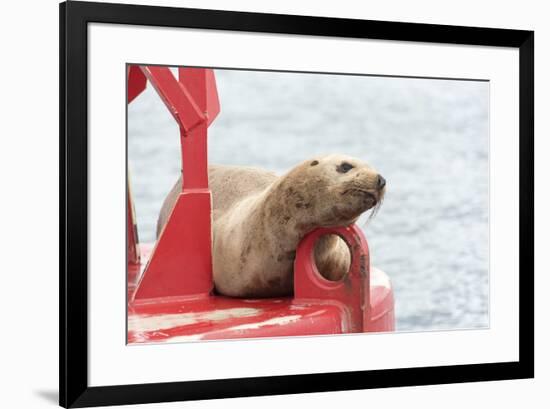 USA, Washington State, Puget Sound. California Sea Lion hauled out on channel marker-Trish Drury-Framed Photographic Print