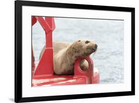 USA, Washington State, Puget Sound. California Sea Lion hauled out on channel marker-Trish Drury-Framed Photographic Print