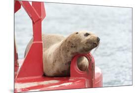 USA, Washington State, Puget Sound. California Sea Lion hauled out on channel marker-Trish Drury-Mounted Photographic Print