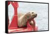 USA, Washington State, Puget Sound. California Sea Lion hauled out on channel marker-Trish Drury-Framed Stretched Canvas