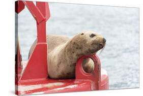 USA, Washington State, Puget Sound. California Sea Lion hauled out on channel marker-Trish Drury-Stretched Canvas