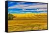 USA, Washington State, Pullman. Wheat field and barn landscape.-Jaynes Gallery-Framed Stretched Canvas