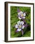 Usa, Washington State. Purple, white and yellow columbine and ferns in garden-Merrill Images-Framed Photographic Print