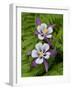 Usa, Washington State. Purple, white and yellow columbine and ferns in garden-Merrill Images-Framed Photographic Print