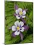 Usa, Washington State. Purple, white and yellow columbine and ferns in garden-Merrill Images-Mounted Photographic Print