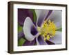 Usa, Washington State. Purple, white and yellow columbine in garden-Merrill Images-Framed Photographic Print