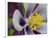 Usa, Washington State. Purple, white and yellow columbine in garden-Merrill Images-Framed Photographic Print