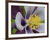 Usa, Washington State. Purple, white and yellow columbine in garden-Merrill Images-Framed Photographic Print