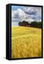 USA, Washington State. Red Barn Surrounded by Ripe Wheat (Pr)-Terry Eggers-Framed Stretched Canvas