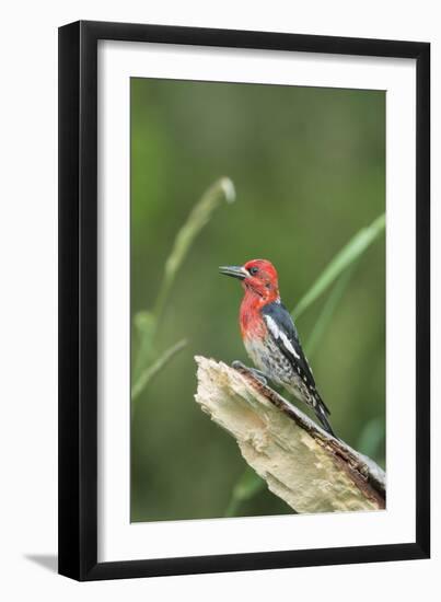 USA, Washington State. Red-breasted Sapsucker (Sphyrapicus ruber) perches on a fallen alder snag.-Gary Luhm-Framed Photographic Print