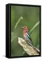 USA, Washington State. Red-breasted Sapsucker (Sphyrapicus ruber) perches on a fallen alder snag.-Gary Luhm-Framed Stretched Canvas