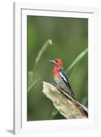 USA, Washington State. Red-breasted Sapsucker (Sphyrapicus ruber) perches on a fallen alder snag.-Gary Luhm-Framed Photographic Print