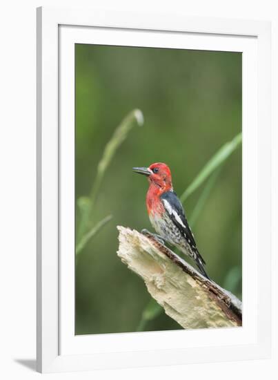 USA, Washington State. Red-breasted Sapsucker (Sphyrapicus ruber) perches on a fallen alder snag.-Gary Luhm-Framed Photographic Print