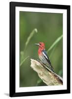 USA, Washington State. Red-breasted Sapsucker (Sphyrapicus ruber) perches on a fallen alder snag.-Gary Luhm-Framed Photographic Print