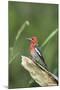 USA, Washington State. Red-breasted Sapsucker (Sphyrapicus ruber) perches on a fallen alder snag.-Gary Luhm-Mounted Photographic Print