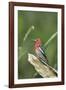 USA, Washington State. Red-breasted Sapsucker (Sphyrapicus ruber) perches on a fallen alder snag.-Gary Luhm-Framed Photographic Print