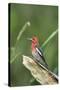 USA, Washington State. Red-breasted Sapsucker (Sphyrapicus ruber) perches on a fallen alder snag.-Gary Luhm-Stretched Canvas