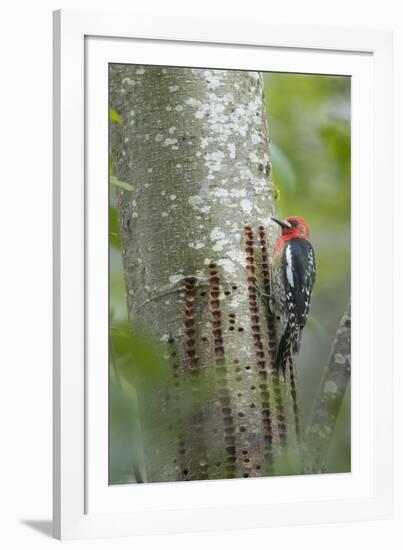 USA, Washington State. Red-breasted Sapsucker-Gary Luhm-Framed Photographic Print