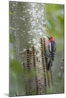 USA, Washington State. Red-breasted Sapsucker-Gary Luhm-Mounted Photographic Print