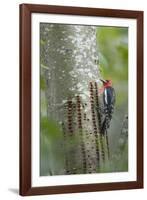 USA, Washington State. Red-breasted Sapsucker-Gary Luhm-Framed Photographic Print