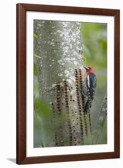 USA, Washington State. Red-breasted Sapsucker-Gary Luhm-Framed Photographic Print