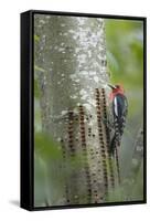 USA, Washington State. Red-breasted Sapsucker-Gary Luhm-Framed Stretched Canvas