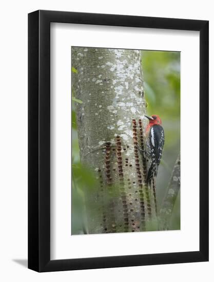 USA, Washington State. Red-breasted Sapsucker-Gary Luhm-Framed Photographic Print