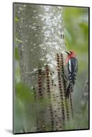 USA, Washington State. Red-breasted Sapsucker-Gary Luhm-Mounted Photographic Print