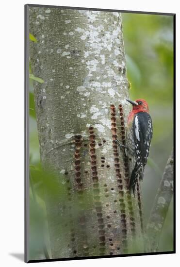 USA, Washington State. Red-breasted Sapsucker-Gary Luhm-Mounted Photographic Print