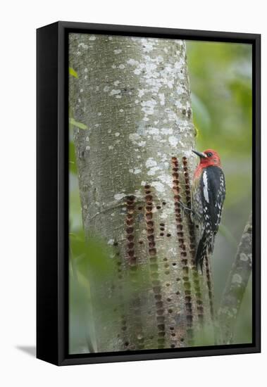 USA, Washington State. Red-breasted Sapsucker-Gary Luhm-Framed Stretched Canvas