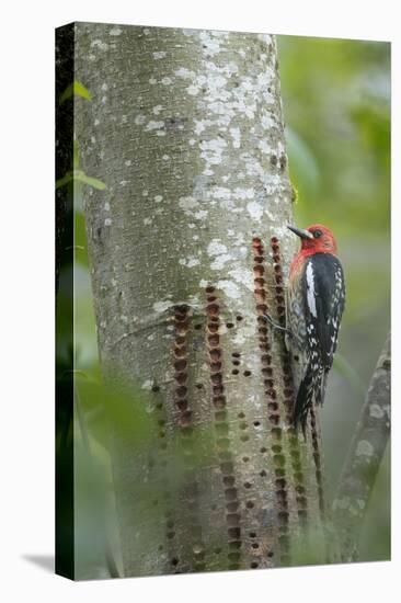 USA, Washington State. Red-breasted Sapsucker-Gary Luhm-Stretched Canvas