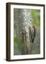 USA, Washington State. Red-breasted Sapsucker-Gary Luhm-Framed Photographic Print