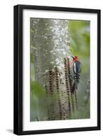 USA, Washington State. Red-breasted Sapsucker-Gary Luhm-Framed Photographic Print