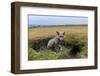 USA, Washington State. Red fox kit at den entrance.-Yuri Choufour-Framed Photographic Print