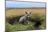 USA, Washington State. Red fox kit at den entrance.-Yuri Choufour-Mounted Photographic Print