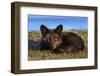 USA, Washington State. Red fox kit.-Yuri Choufour-Framed Photographic Print